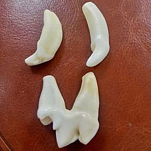 ЗУБ ВОЛКА (необработанный)