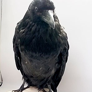 ЧУЧЕЛО ВОРОНА (на черепе медведя)