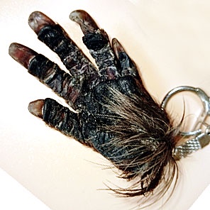 ЛАПКА БОБРА