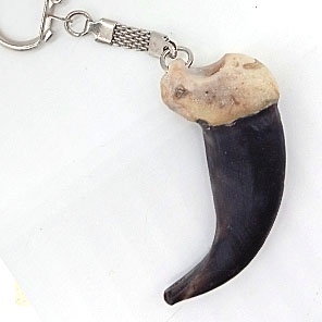 КОГОТЬ МЕДВЕДЯ БОЛЬШОЙ