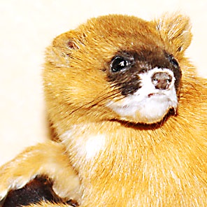 ЧУЧЕЛО КОЛОНКА (на подставке)