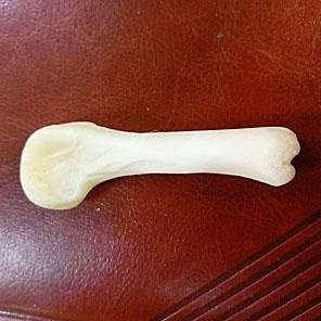 КОСТИ МЕДВЕДЯ (суставные)