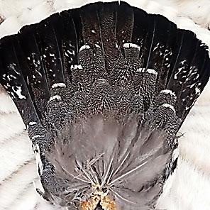 ХВОСТ ГЛУХАРЯ