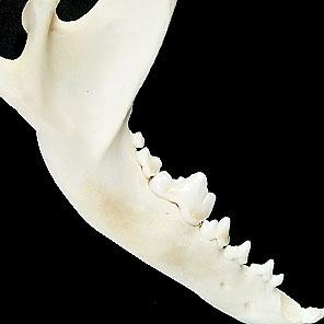 ОБЕРЕГ «ЧЕЛЮСТЬ ВОЛКА».