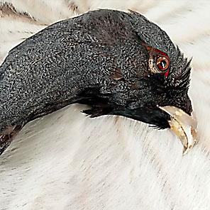 ГОЛОВА ГЛУХАРЯ - оберег из Хакасии