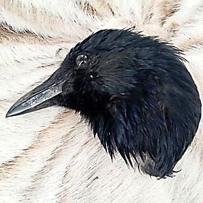 ГОЛОВА ВОРОНЫ