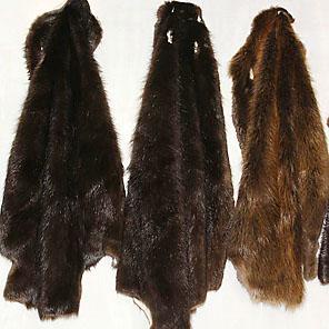 ШКУРА БОБРА