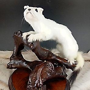 ЧУЧЕЛО ГОРНОСТАЯ НА ПОДСТАВКЕ