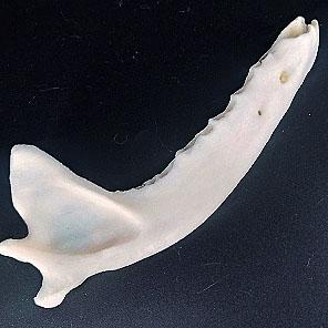 ОБЕРЕГ «ЧЕЛЮСТЬ ВОЛКА» (без зубов)