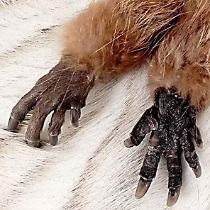 ЛАПКА-ЧЕСАЛКА (бобр)