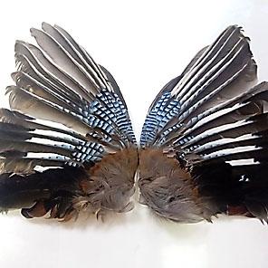 КРЫЛЬЯ (сойки, кедровки)