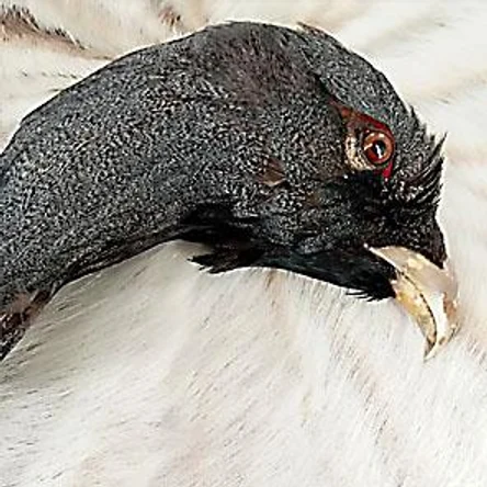 ГОЛОВА ГЛУХАРЯ - оберег из Хакасии