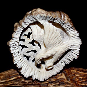 РЕЗЬБА ПО РОГУ