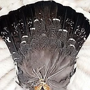 ХВОСТ ГЛУХАРЯ