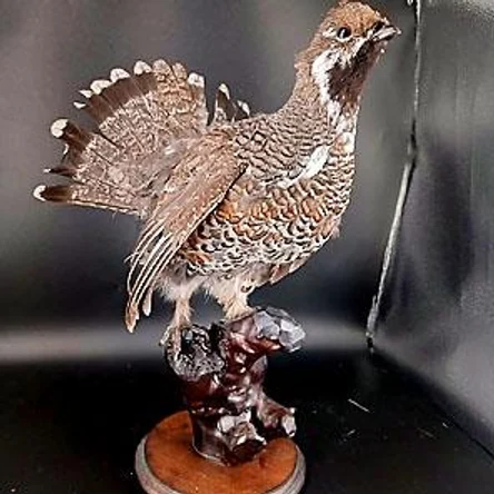 ЧУЧЕЛА ПТИЦ