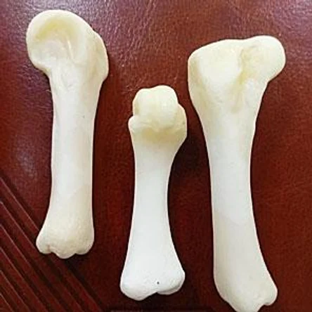 КОСТИ МЕДВЕДЯ