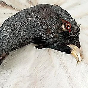 ГОЛОВА ГЛУХАРЯ - оберег из Хакасии