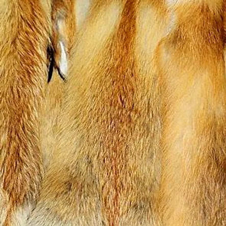 ШКУРЫ ЛИСЫ (рыжей)