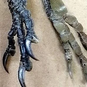 ЛАПКА СОЙКИ