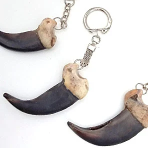 КОГОТЬ МЕДВЕДЯ СРЕДНИЙ