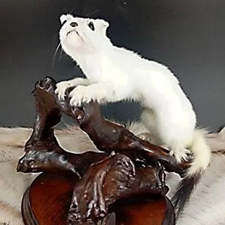 ЧУЧЕЛО ГОРНОСТАЯ НА ПОДСТАВКЕ