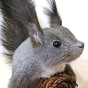 ЧУЧЕЛО БЕЛКИ (на подставке)