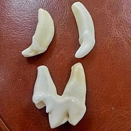 ЗУБ ВОЛКА (необработанный)