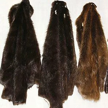 ШКУРА БОБРА