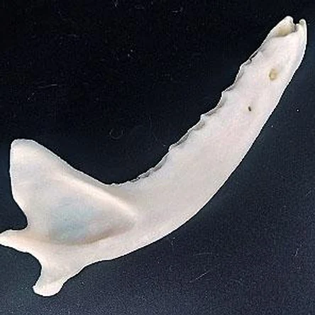 ОБЕРЕГ «ЧЕЛЮСТЬ ВОЛКА» (без зубов)