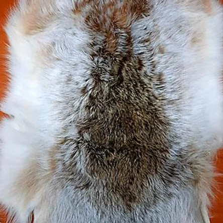 ШКУРА ЗАЙЦА