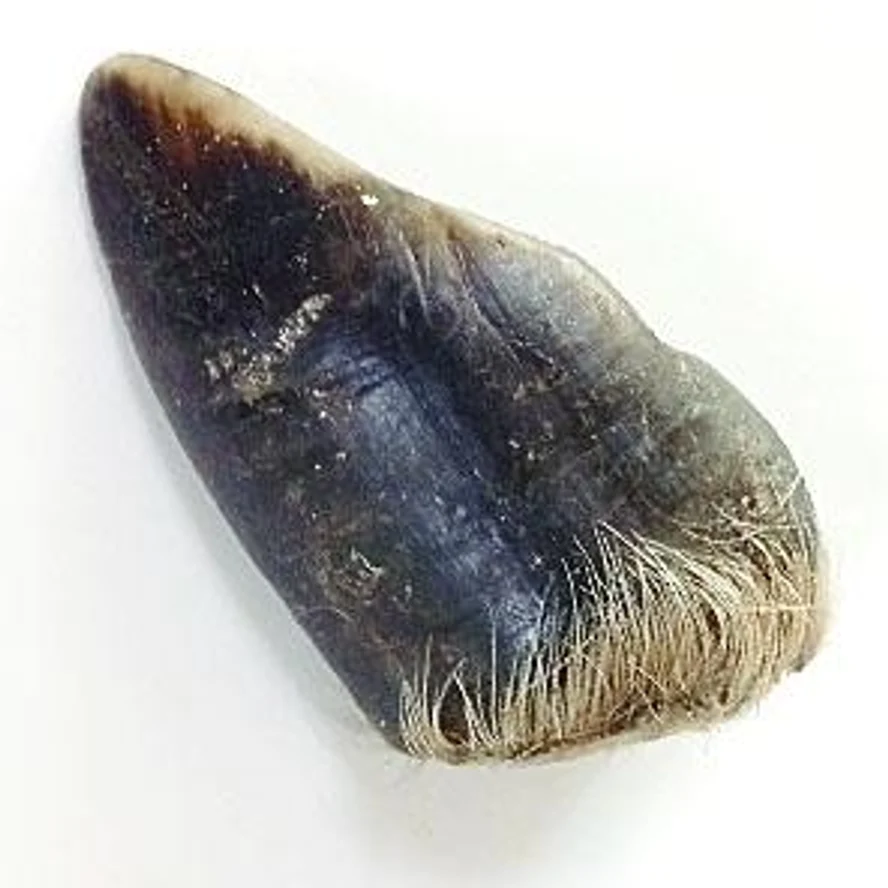 КОПЫТЦЕ КОСУЛИ (большое)