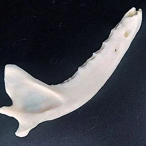 ОБЕРЕГ «ЧЕЛЮСТЬ ВОЛКА» (без зубов)