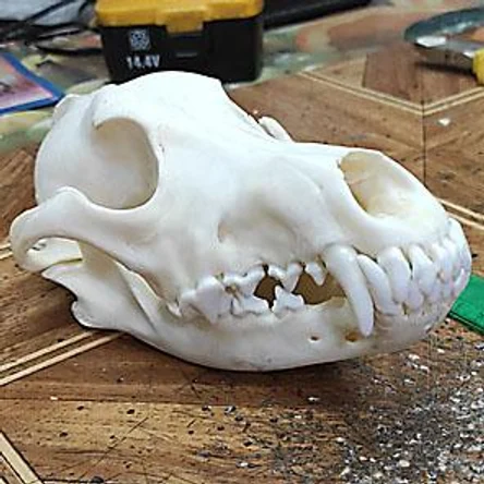 ЧЕРЕП ВОЛКА