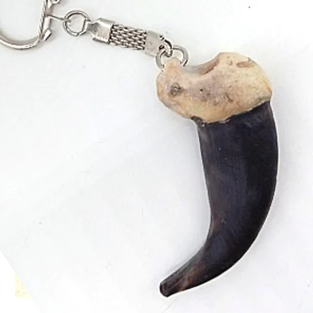 КОГОТЬ МЕДВЕДЯ БОЛЬШОЙ