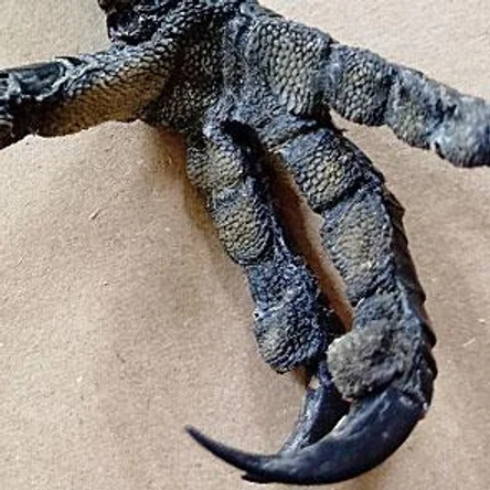 ЛАПКА ВОРОНЫ