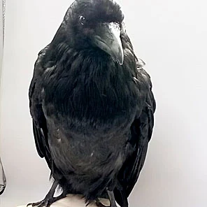 ЧУЧЕЛО ВОРОНА (на черепе медведя)