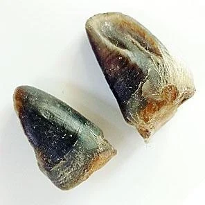 КОПЫТЦЕ КОСУЛИ (малое)