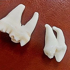 ЗУБ МЕДВЕДЯ (необработанный)